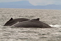 Two Humpback Whales (Megaptera novaeangliae) starting to dive. Frederick Sound of the Inland Passage, Alaska, July.