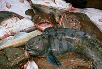 Atlantic wolffish (Anarhichas lupus), Monkfish (Lophius americanus) and Cod fish (Gadus morhua) on deck of drag net fishing boat. Stellwagon Bank, New England, USA, Atlantic Ocean.