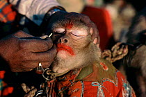 Trainer applying make-up to performing monkey before a street performance in New Delhi, India