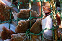 Yellowtail flounder (Limanda ferruginea) caught in an overflowing dragger fishing net. Stellwagon Bank, New England, USA, Atlantic Ocean, October