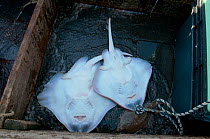 Two caught Skate (Raja batis) sorted into a box on the dragger boat deck. Stellwagon Bank, New England, USA, Atlantic Ocean, October