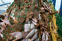 Yellowtail flounder (Limanda ferruginea) caught in an overflowing dragger fishing net. Stellwagon Bank, New England, USA, Atlantic Ocean, October 2009
