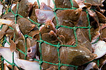 Yellowtail flounder (Limanda ferruginea) caught in an overflowing dragger fishing net. Stellwagon Bank, New England, USA, Atlantic Ocean, October 2009