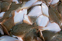 Catch of Yellowtail flounder (Limanda ferruginea) in pile on fishing boat deck, about to be sorted by size. Stellwagon Bank, New England, USA, Atlantic Ocean, October
