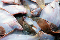 Catch of Yellowtail flounder (Limanda ferruginea) in pile on fishing boat deck, about to be sorted by size. Stellwagon Bank, New England, USA, Atlantic Ocean, October