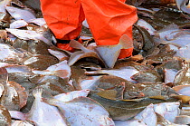 Catch of Yellowtail flounder (Limanda ferruginea) in pile on fishing boat deck, about to be sorted by size. Stellwagon Bank, New England, USA, Atlantic Ocean, October Model released.