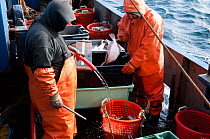 New England fishermen cleaning, washing, and measuring their catch of Yellowtail flounder (Limanda ferruginea) on board to make sure they follow regulation standards. Stellwagon Bank, New England, USA...