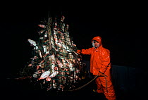 Fisherman with a dragger net overflowing with Atlantic codfish (Gadus morhua), Stellwagon Bank, New England, USA, Atlantic Ocean. Model released.