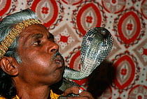 Snake charmer with Cobra (Naja sp), Jaipur, Rajasthan, India, December 2007, Model released