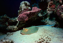 Poisonous Bluespotted ribbontail stingray (Taeniura lymma) resting on coral reef, Red Sea, Egypt