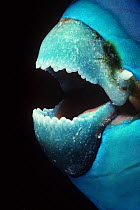 Close up of mouth of Steepheaded parrotfish (Scarus gibbus) Red Sea, Egypt