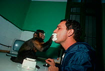 A capuchin monkey (Cebus sp) wipes the face of its owner with a napkin. The monkey is trained to be a companion and assistant for its owner, who has physical disabilities, and it can perform many simp...