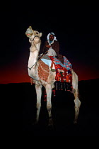 Bedouin man mounted on Dromedary camel on his way to a traditional bedouin wedding, Sinai, Egypt, August 2009