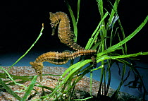 Spiny / thorny sea horses (Hippocampus hystrix) attached to eel grass, East Australia, Pacific Ocean.