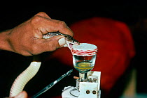 Milking a tiny but deadly Saw scaled viper (Echis carinatu) for anti-venom, Taramani, Tamil Nadu, India