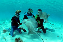 Divers observe and interact with Southern stingrays (Dasyatis americana) Bahamas, Caribbean Sea Model released.
