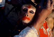 A performing monkey wearing makeup applied by its trainer for a street performance in New Delhi,  India