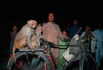 A monkey trainer / performer taking his two monkeys home on his bicycle after a performance, New Delhi, India.