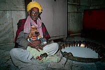 Black rats (Rattus rattus) feeding on a large bowl of milk and crawling over holy man and child at the Deshnoke Temple, Rajasthan, India, January 2008