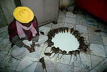 Black rats (Rattus rattus) feeding from a large bowl of milk and crawling over holy man at the Deshnoke Temple, Rajasthan, India, January 2008