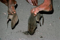 Night rat killers pick up Black rats (Rattus rattus) with their toes, Mumbai, India, January 2008
