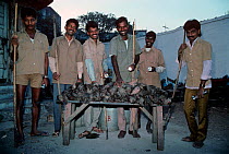 Night rat killers of Mumbai display their work, a large pile of dead Black rats (Rattus rattus) Mumbai, India, January 2008