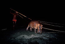 El Molo warriors stabbing a Hippopotamus (Hippopotamus amphibius) during a night hunt, Lake Turkana, Kenya, April 2008.