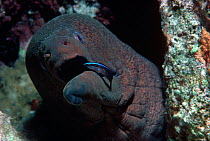 A Moray Eel (Gymnothorax javanicus) being cleaned by a Bluestriped Cleaner Wrasse (Labroides dimidiatus) in  symbiotic relationship. The Red Sea, Egypt.