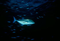Bluefin Trevally (Caranx melampygus) hunting Caesio Bluefish / Lunar Fusilier (Caesio lunaris). The Red Sea, Egypt.