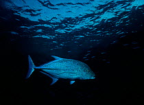 Bluefin Trevally (Caranx melampygus) at the sea surface. The Red Sea, Egypt.