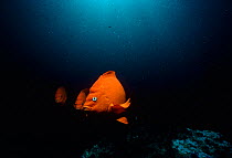 Garibaldi (Hypsypops rubicundus), the State Fish of California. Pacific Ocean, Southern California, USA.