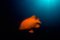 Garibaldi (Hypsypops rubicundus), the State Fish of California. Pacific Ocean, Southern California, USA.