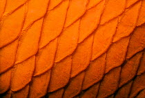Scales of a Garibaldi (Hypsypops rubicundus), the State Fish of California. Southern California, USA. Pacific Ocean.