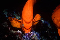 Garibaldi (Hypsypops rubicundus) feeding on a purple sea urchin. Southern California, USA, Pacific Ocean.