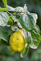 Quince fruit (Cydonia oblonga) Pyrenees, France, September