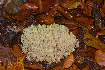 Upright coral ramaria fungus (Ramaria stricta) Querumer forest Brunswick, Lower Saxony, Germany, October