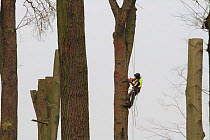 Man / tree surgeon climbing up tree to fell the tree top due  to vicinity of  airport, Braunschweig, Brunswick, Lower Saxony, Germany, February 2011