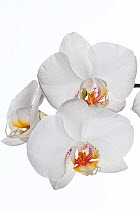 Hybrid orchid (Phalaenopsis genus)