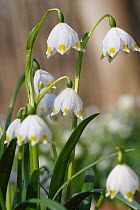 Spring snowflakes (Leucojum vernum), Oderwald, Wolfenbuttel county, Lower Saxony, Germany, March