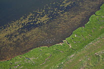 Aerial view of Mute swans (Cygnus olor), resting in the Barther Bodden, Zingst, Mecklenburg Western Pomerania, Germany, June 2010