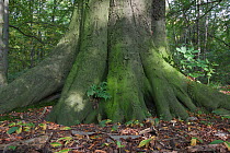 Large base of old Beech tree (Fagus sylvatica)Querumer forest, Brunswick, Lower Saxony, Germany, October
