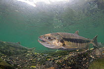 Female or immature male Chum / Dog / Silverbrite / Keta salmon (Oncorhynchus keta) in spawning stream, Bear Trap, Port Gravina, Prince William Sound, Alaska, USA, July
