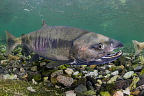 Chum / Dog / Silverbrite / Keta salmon (Oncorhynchus keta) in spawning stream, Bear Trap, Port Gravina, Prince William Sound, Alaska, USA, July