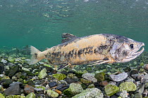 Female Chum / Dog / Silverbrite / Keta salmon (Oncorhynchus keta) in spawning stream, body decomposing in preparation for death after spawning, Bear Trap, Port Gravina, Prince William Sound, Alaska, U...