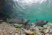 Courtship of Chum / Dog / Silverbrite / Keta salmon (Oncorhynchus keta) in spawning stream, female in center, males on left and right, Sheep Bay, Prince William Sound, Alaska, USA, July