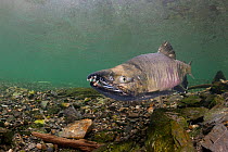 Male Chum / Dog / Silverbrite / Keta salmon (Oncorhynchus keta) in spawning stream, Bear Trap, Port Gravina, Prince William Sound, Alaska, USA, July