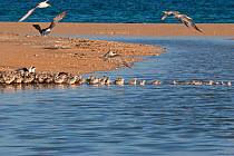 Greater crested / Swift tern (Thalasseus / Sterna bergii) chicks starting to swim across a pond formed as rising tide floods the interior of Turu Cay, Torres Straits, Queensland, Australia. October....