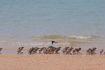 Greater crested / Swift tern (Thalasseus / Sterna bergii) adult with creche of chicks on shoreline, Turu Cay, Torres Straits, Queensland, Australia. October.