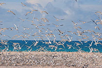 Greater crested / Swift tern (Thalasseus / Sterna bergii) large breeding colony on shoreline, rising spring tide floods across the cay, threatening the breeding colonies, Turu Cay, Torres Straits, Que...