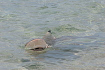 Blackfin / Blacktip reef shark (Carcharhinus melanopterus) swallows a Swift / Crested tern chick (Sterna bergii) that has been washed into the water by the rising tide, Turu Cay, Torres Straits, Queen...
